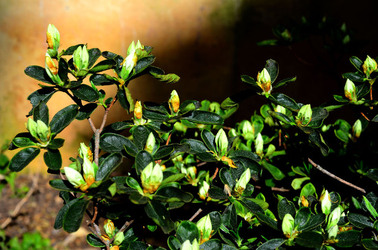 ORTO BOTANICO di Palermo in inverno. Fotografie di Giulio Azzarello &copy;2016.