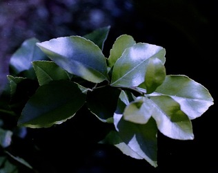 DIGITALIZZAZIONI fotografie di Giulio Azzarello &copy;2020.