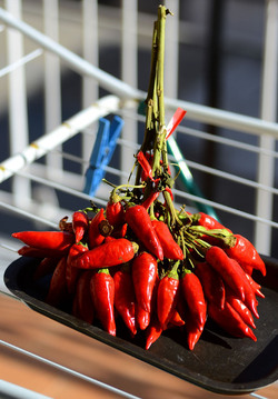 PEPERONCINO fotografie di Giulio Azzarello ©2014. PEPERONCINO fotografie di Giulio Azzarello ©2014.