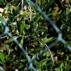 CAMMINANDO. Fotografie di Giulio Azzarello &copy;2024.