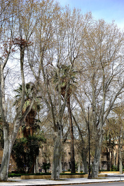 VILLA BONANNO a Palermo. Fotografie di Giulio Azzarello &copy;2016.
