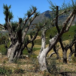 SEGESTA. Fotografie di Giulio Azzarello ©2024. SEGESTA. Fotografie di Giulio Azzarello ©2024.