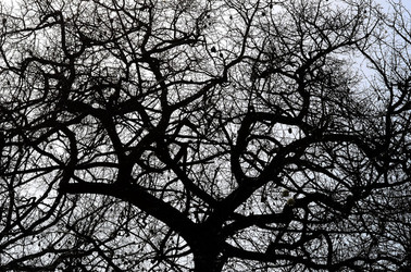 ORTO BOTANICO di Palermo in inverno. Fotografie di Giulio Azzarello &copy;2016.