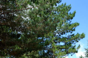 IL PARCO DELLE MADONIE da Polizzi Generosa in Sicilia. Fotografie di Giulio Azzarello &copy;2014.