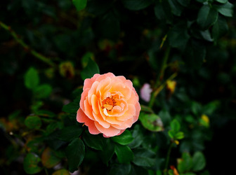 CAMPAGNA SICILIANA. Fotografie di Giulio Azzarello &copy;2016.