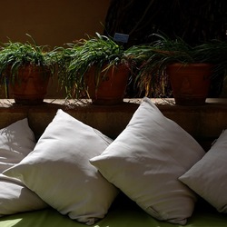 ORTO BOTANICO. Fotografie di Giulio Azzarello &copy;2024.