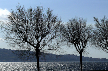 RAMI E ALBERI in inverno. Fotografie di Giulio Azzarello &copy;2014.