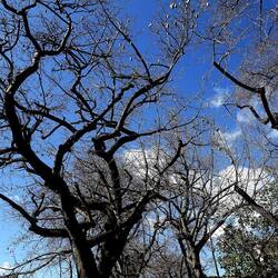 ORTO BOTANICO DI PALERMO. Fotografie di Giulio Azzarello ©2022. ORTO BOTANICO DI PALERMO. Fotografie di Giulio Azzarello ©2022.
