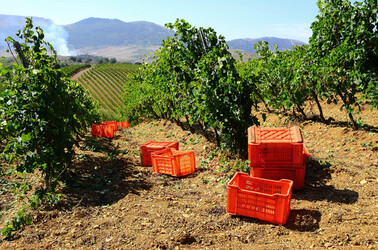 VENDEMMIA a S.Cristina Gela in Sicilia. Fotografie di Giulio Azzarello &copy;2016.