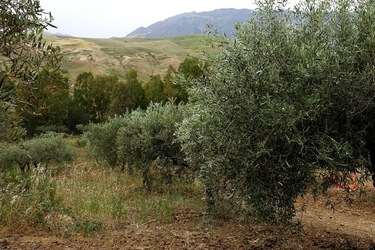 ULIVETO SICILIANO. Fotografie di Giulio Azzarello ©2022.