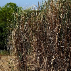 SELINUNTE. Fotografie di Giulio Azzarello ©2022. SELINUNTE. Fotografie di Giulio Azzarello ©2022.