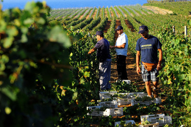VENDEMMIA a Mazzara del Vallo in Sicilia con i contadini. Fotografie di Giulio Azzarello ©2016. VENDEMMIA a Mazzara del Vallo in Sicilia con i contadini. Fotografie di Giulio Azzarello ©2016.