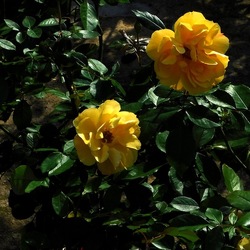 ORTO BOTANICO di PALERMO. Fotografie di Giulio Azzarello ©2019.