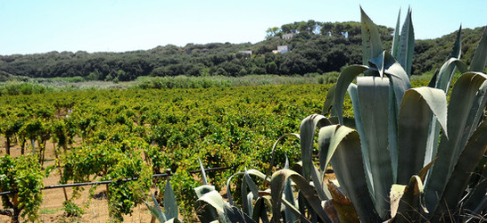 GORGHI TONDI oasi di vigneti e piante Mazzara del Vallo in Sicilia. Foto di Giulio Azzarello ©2016. GORGHI TONDI oasi di vigneti e piante Mazzara del Vallo in Sicilia. Foto di Giulio Azzarello ©2016.