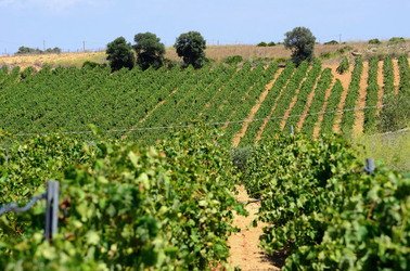 GORGHI TONDI oasi di vigneti e piante Mazzara del Vallo in Sicilia. Foto di Giulio Azzarello ©2016. GORGHI TONDI oasi di vigneti e piante Mazzara del Vallo in Sicilia. Foto di Giulio Azzarello ©2016.