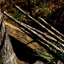 RAMI E ROVI. Fotografie di Giulio Azzarello ©2023. RAMI E ROVI. Fotografie di Giulio Azzarello ©2023.