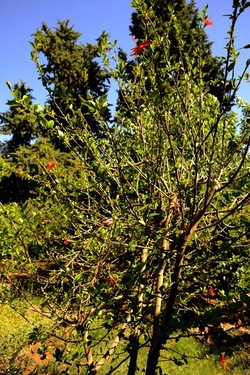 GIARDINO SICILIANO fotografie di Giulio Azzarello ©2021. GIARDINO SICILIANO fotografie di Giulio Azzarello ©2021.