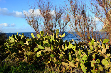 MACCHIA MEDITERRANEA in Sicilia. Fotografie di Giulio Azzarello &copy;2106.