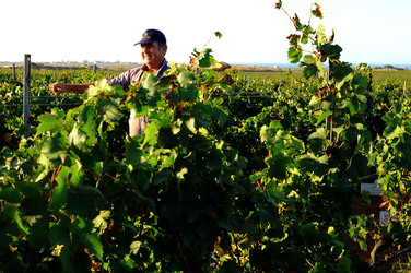 VENDEMMIA a Mazzara del Vallo in Sicilia con i contadini. Fotografie di Giulio Azzarello ©2016. VENDEMMIA a Mazzara del Vallo in Sicilia con i contadini. Fotografie di Giulio Azzarello ©2016.