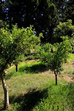 GIARDINO SICILIANO fotografie di Giulio Azzarello ©2021. GIARDINO SICILIANO fotografie di Giulio Azzarello ©2021.