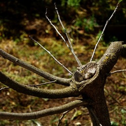 GIARDINO SICILIANO. Fotografie di Giulio Azzarello &copy;2024.