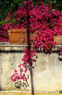 NATURA Violette siciliane in un tipico giardino in estate. Fotografie di Giulio Azzarello &copy;2014.