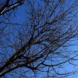 ALBERI. Fotografie di Giulio Azzarello &copy;2024.