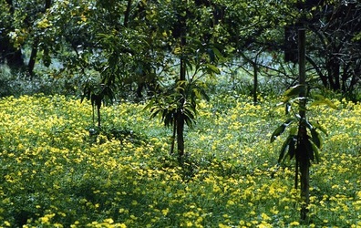 ORTO BOTANICO di Palermo. Fotografie di Giulio Azzarello ©2021.