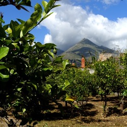 GIARDINO SICILIANO. Fotografie di Giulio Azzarello &copy;2024.