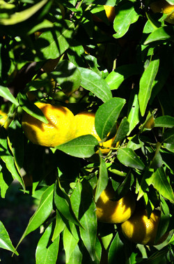 ULIVETO in autunno. Fotografie di Giulio Azzarello ©2014. ULIVETO in autunno. Fotografie di Giulio Azzarello ©2014.