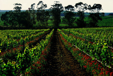VIGNETO tipico siciliano a Salemi panoramiche e particolari. Fotografie di Giulio Azzarello &copy;2014.