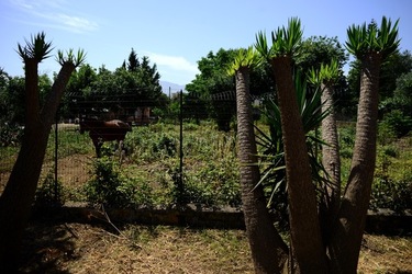 GIARDINO fotografie di Giulio Azzarello ©2019. GIARDINO fotografie di Giulio Azzarello ©2019.