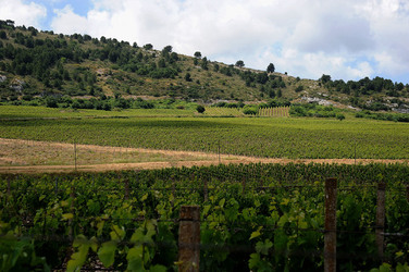 VIGNETO AGRITURISTICO PLANETA a Sambuca di Sicilia. Fotografie di Giulio Azzarello &copy;2014.