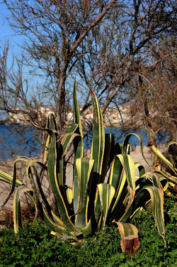 AGAVE selvatica sul mare in Sicilia a Cefalù. Fotografie di Giulio Azzarello ©2014. AGAVE selvatica sul mare in Sicilia a Cefalù. Fotografie di Giulio Azzarello ©2014.