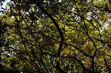 GIARDINI della BIENNALE a Venezia. Foto di Giulio Azzarello &copy;2015 2016.