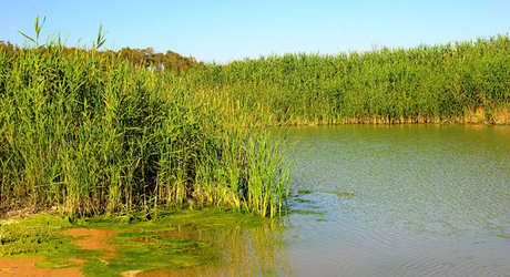 CANNETI in SICILIA. Fotografie di Giulio Azzarello &copy;2016.