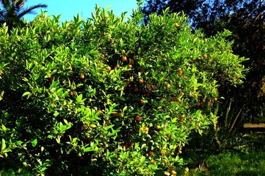 ORTO BOTANICO di Palermo nel maggio 2018. Fotografie di Giulio Azzarello &copy;2018.