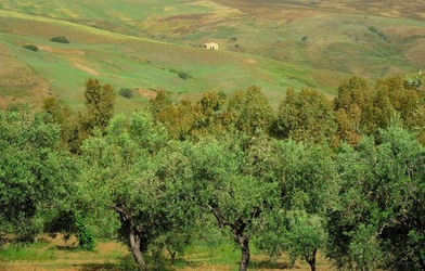 FRANTOIO GULLO ad Aliminusa in Sicilia. Fotografie di Giulio Azzarello &copy;2018.
