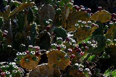 CAPO GALLO riserva marina e naturalistica a Palermo panoramiche e particolari. Fotografie di Giulio Azzarello ©2014. CAPO GALLO riserva marina e naturalistica a Palermo panoramiche e particolari. Fotografie di Giulio Azzarello ©2014.