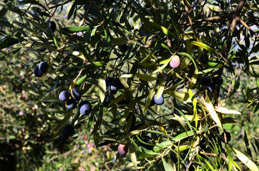 ULIVETO in autunno. Fotografie di Giulio Azzarello ©2014. ULIVETO in autunno. Fotografie di Giulio Azzarello ©2014.