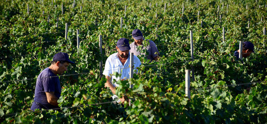 VENDEMMIA a Mazzara del Vallo in Sicilia con i contadini. Fotografie di Giulio Azzarello ©2016. VENDEMMIA a Mazzara del Vallo in Sicilia con i contadini. Fotografie di Giulio Azzarello ©2016.