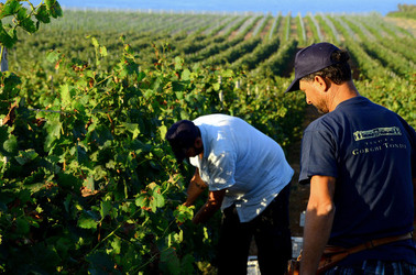 VENDEMMIA a Mazzara del Vallo in Sicilia con i contadini. Fotografie di Giulio Azzarello ©2016. VENDEMMIA a Mazzara del Vallo in Sicilia con i contadini. Fotografie di Giulio Azzarello ©2016.