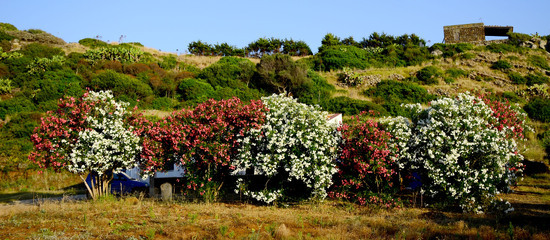 ISOLA DI USTICA la natura. Fotografie di Giulio Azzarello &copy;2016.