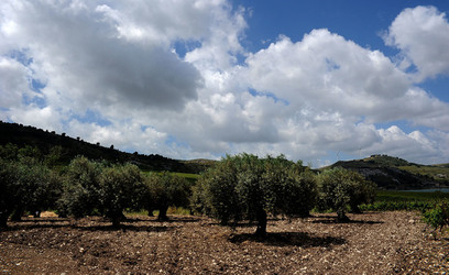 VIGNETO AGRITURISTICO PLANETA a Sambuca di Sicilia. Fotografie di Giulio Azzarello &copy;2014.