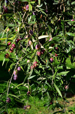 ULIVETO in autunno. Fotografie di Giulio Azzarello ©2014. ULIVETO in autunno. Fotografie di Giulio Azzarello ©2014.