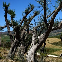SEGESTA. Fotografie di Giulio Azzarello ©2024. SEGESTA. Fotografie di Giulio Azzarello ©2024.