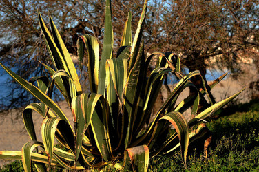 AGAVE selvatica sul mare in Sicilia a Cefalù. Fotografie di Giulio Azzarello ©2014. AGAVE selvatica sul mare in Sicilia a Cefalù. Fotografie di Giulio Azzarello ©2014.