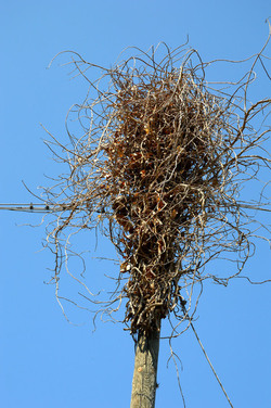 GRANDE NIDO spontaneo in campagna. Fotografie di Giulio Azzarello &copy;2014.