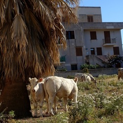 BESTIE. Fotografie di Giulio Azzarello ©2022. BESTIE. Fotografie di Giulio Azzarello ©2022.