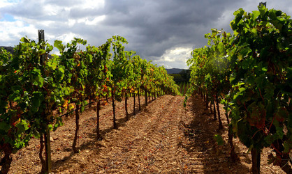 VENDEMMIA di AUTUNNO a S.Cristina Gela in Sicilia. Fotografie di Giulio Azzarello &copy;2016.